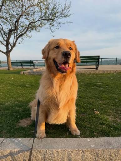Zdjęcie przed — Golden retriever