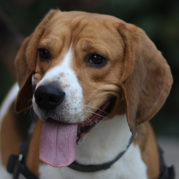 Zdjęcie przed — Beagle w koronie